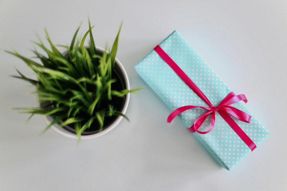 A white gift box beside a green leafed plant